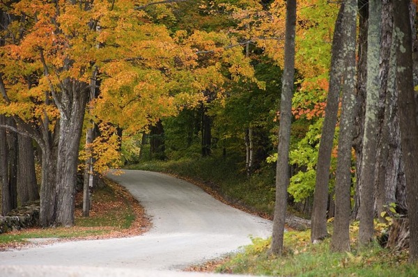 Gravel road through autumn woods.jpg