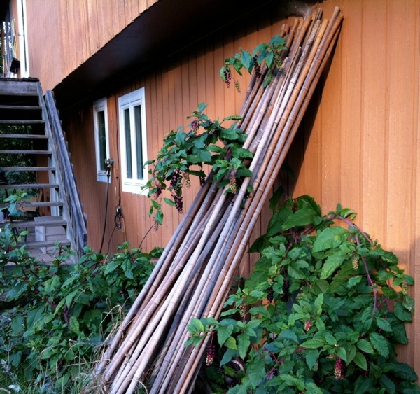 overgrown yard with bamboo